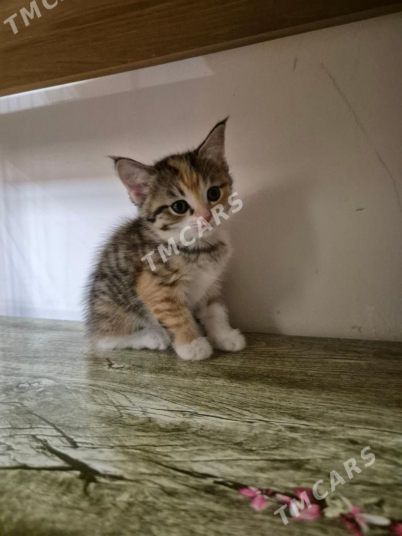 котята - Чоганлы - img 5