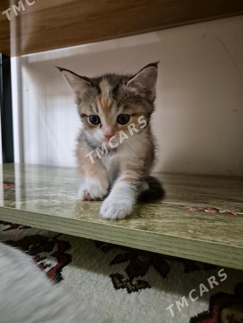 котята - Чоганлы - img 3