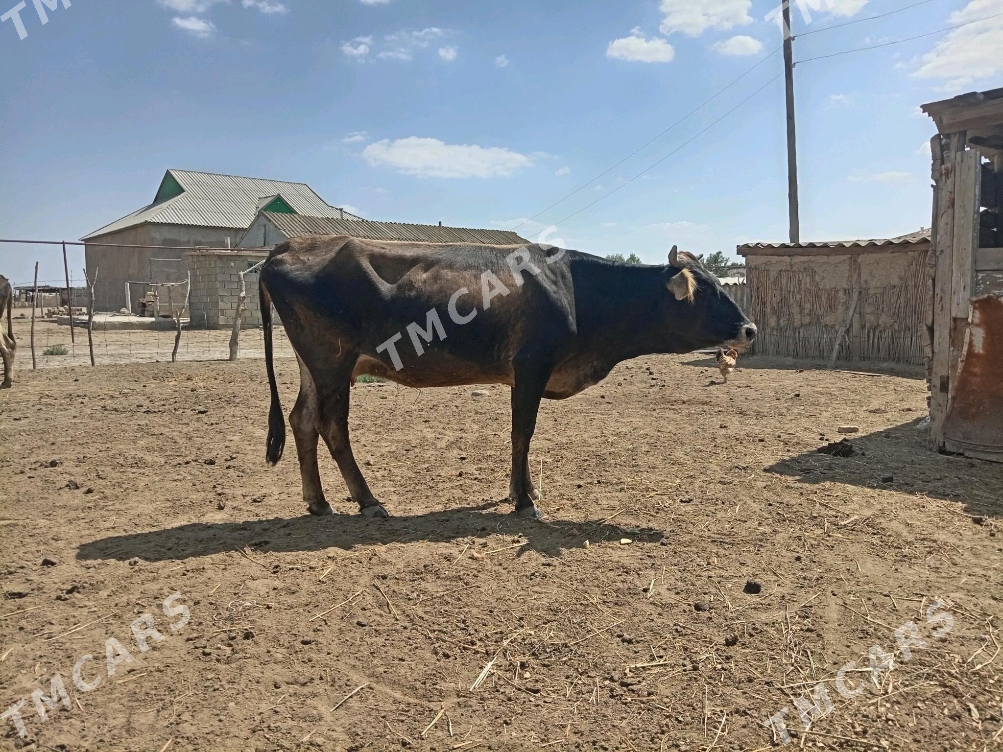 Таналы - Jebel - img 2