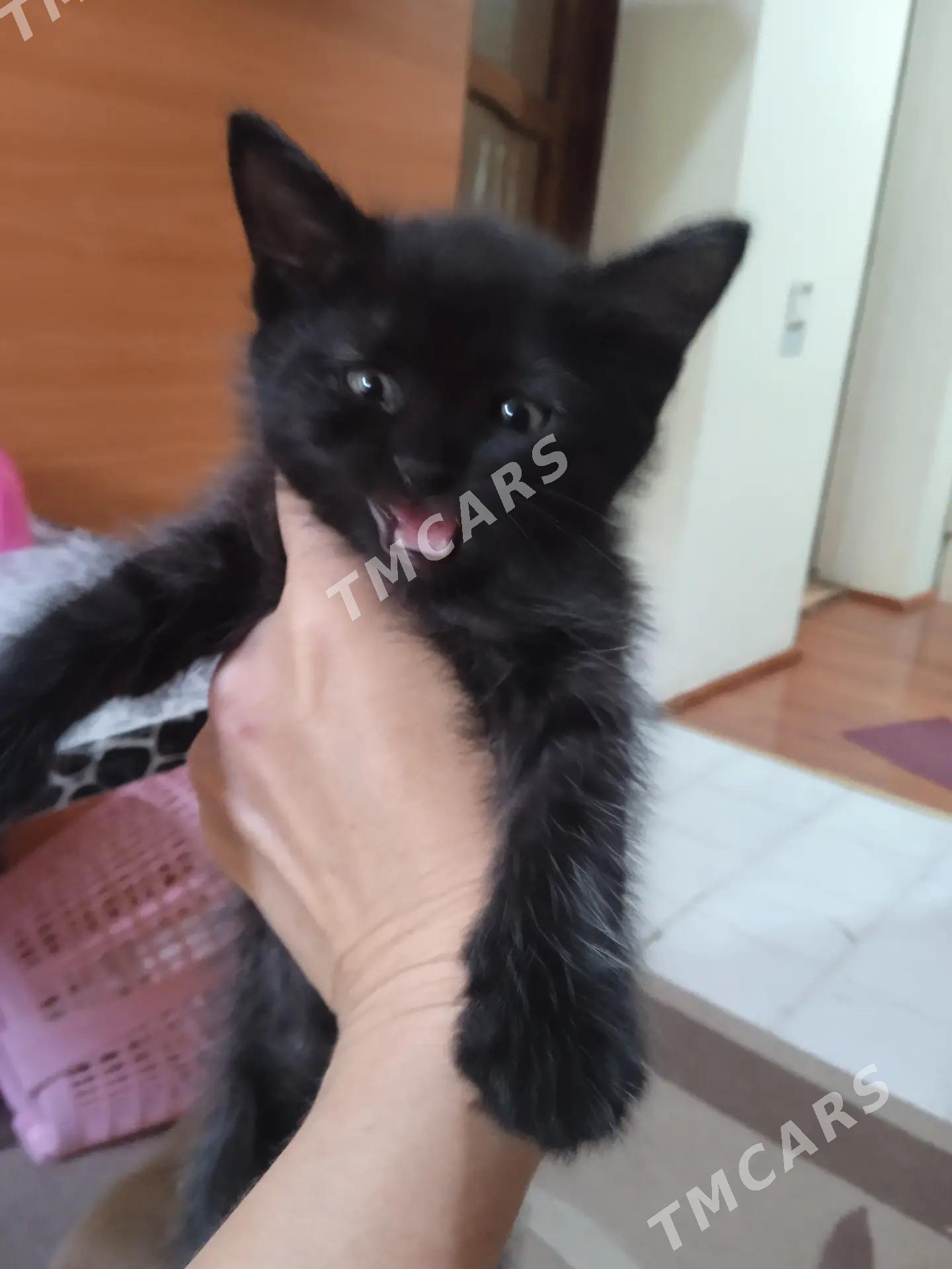 отдаю котят - Ашхабад - img 1