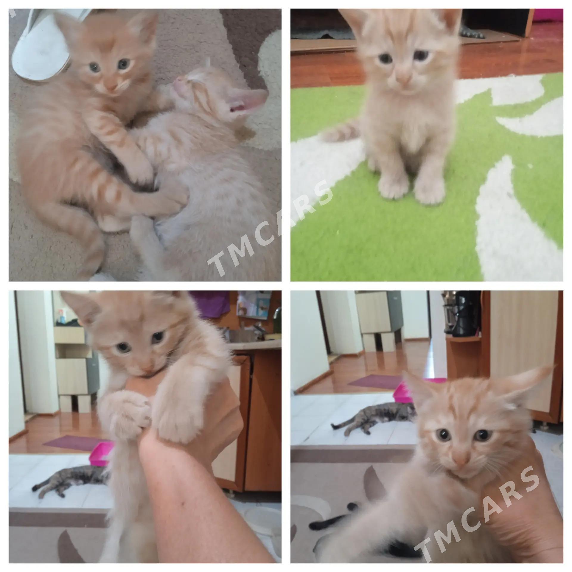 отдаю котят - Ашхабад - img 2