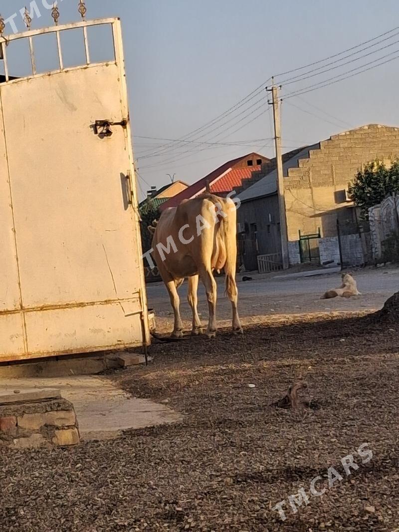 göleli sygyr - Jebel - img 2