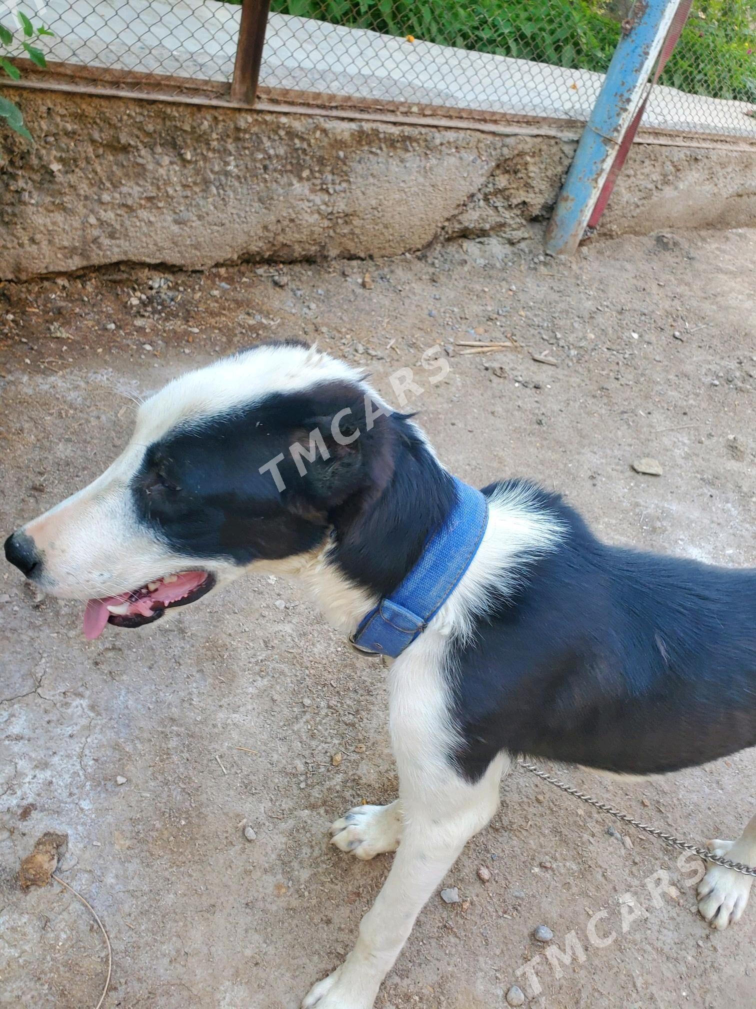 çopan - Daşoguz - img 5