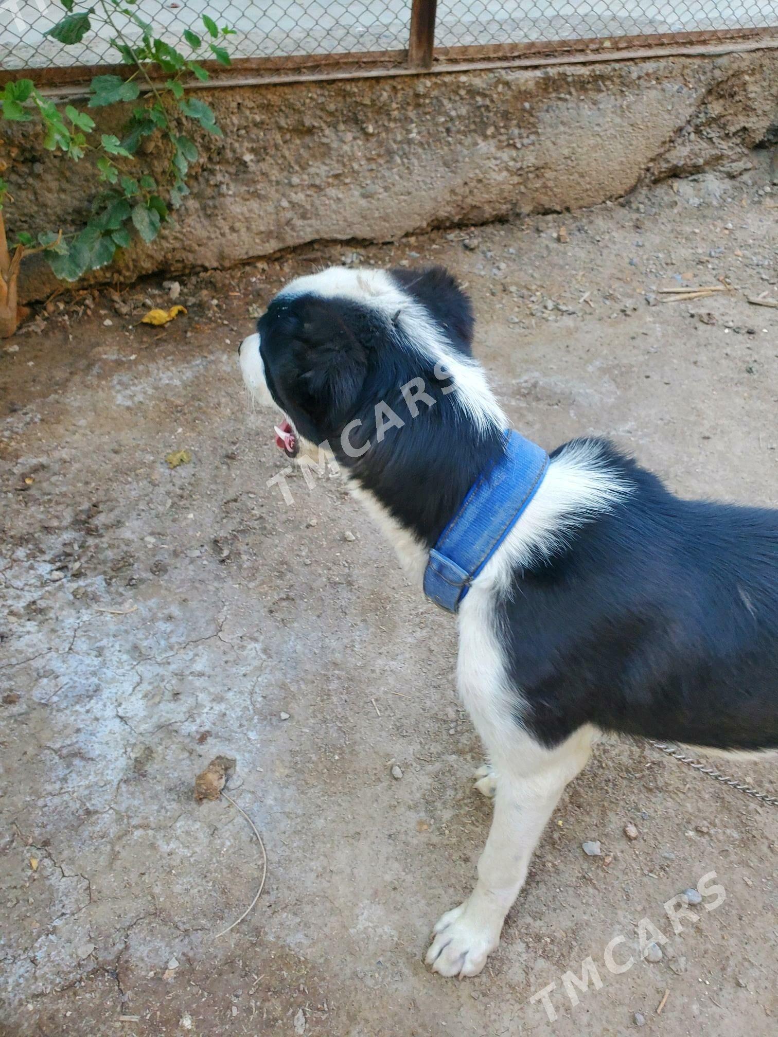 çopan - Daşoguz - img 6