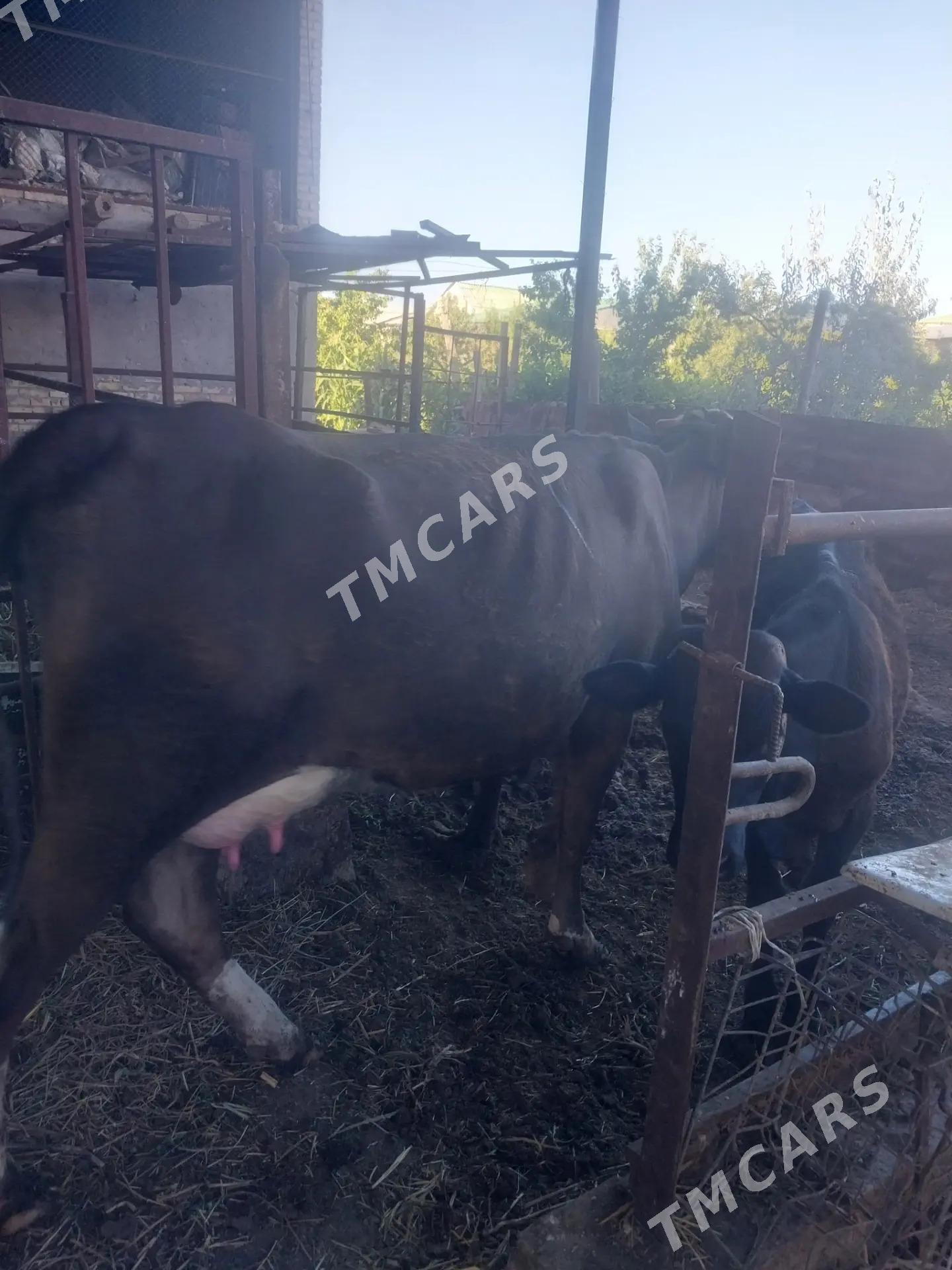 simmental sygyr - Çärjew - img 6