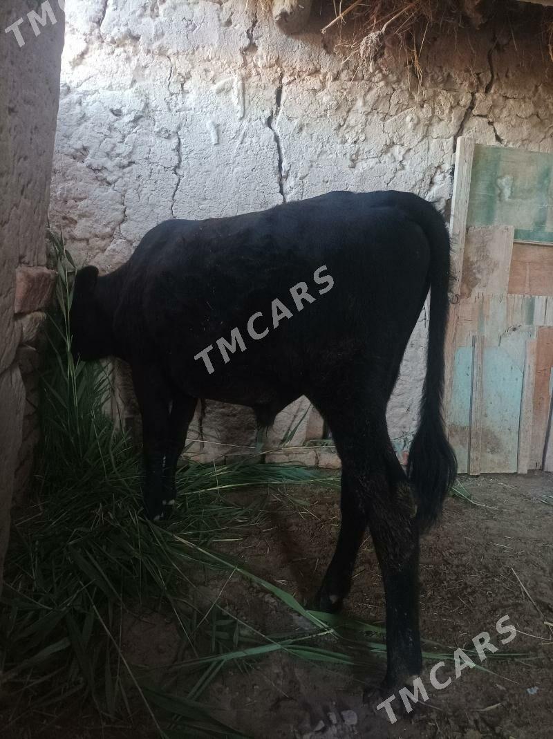 okuz - Şabat etr. - img 2