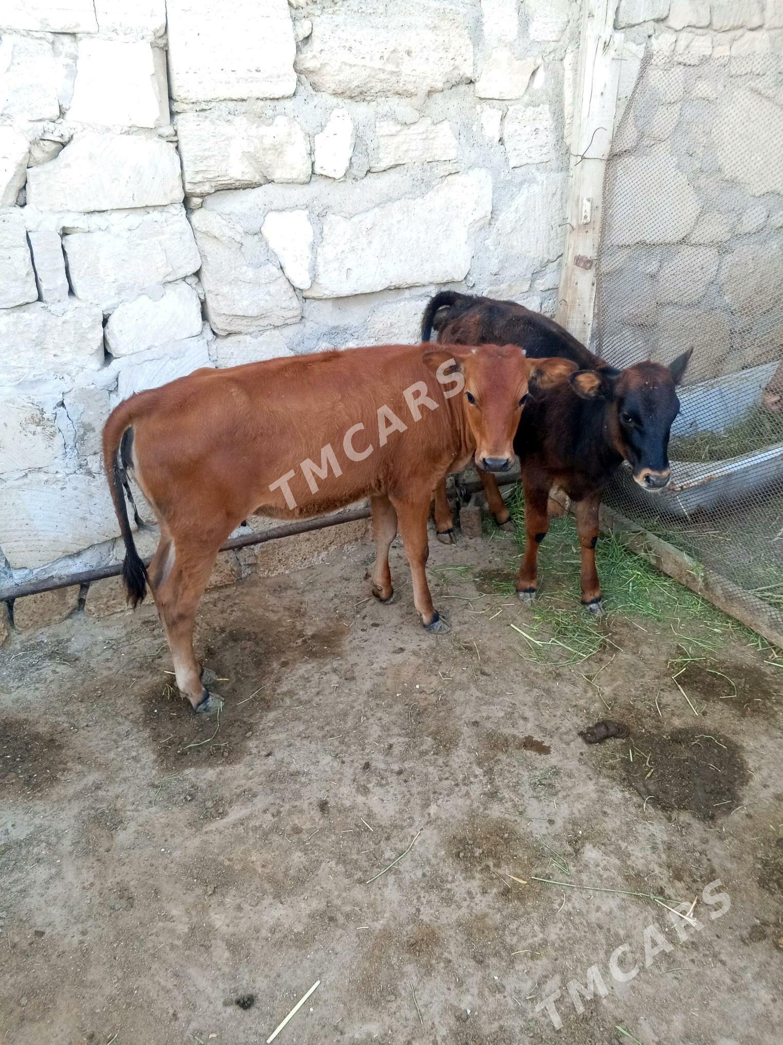 golle - Türkmenbaşy - img 1