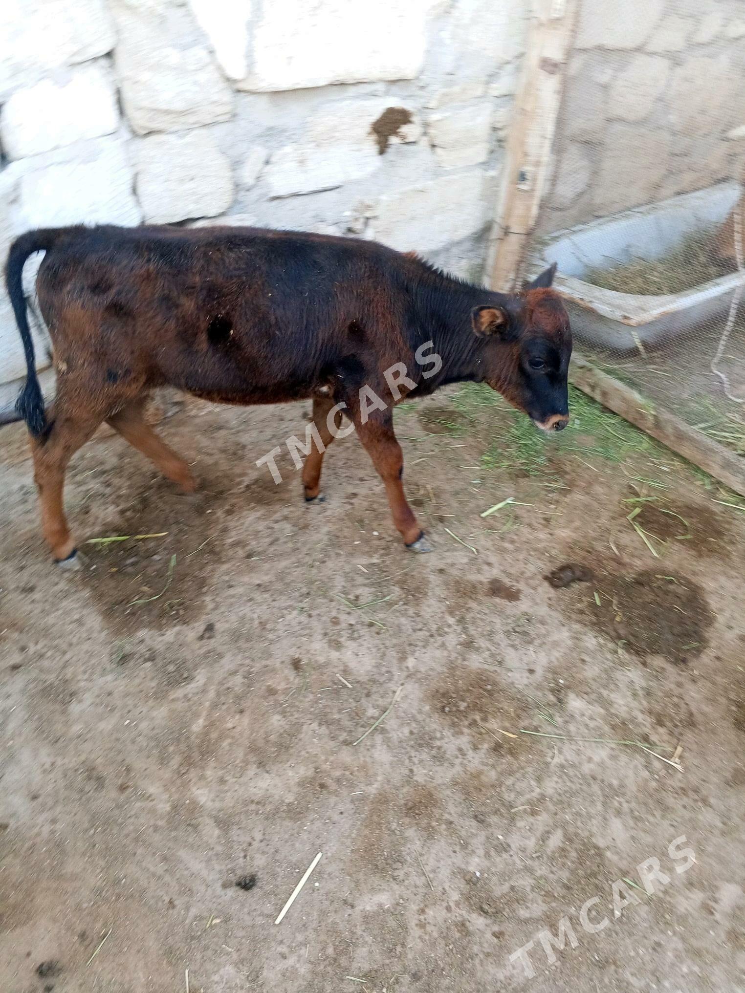 golle - Türkmenbaşy - img 2