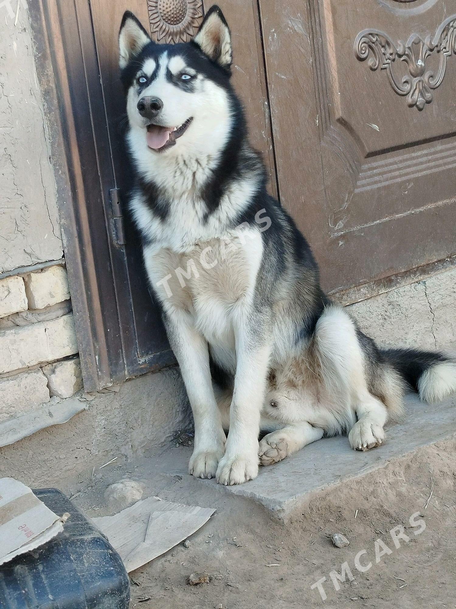 HASKI - Акдепе - img 4
