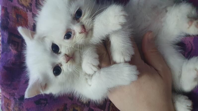 Шотландские котята - Ашхабад - img 2