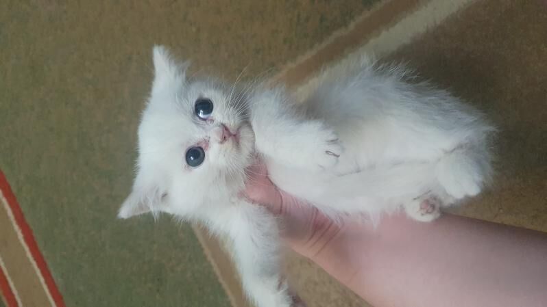 Шотландские котята - Ашхабад - img 4