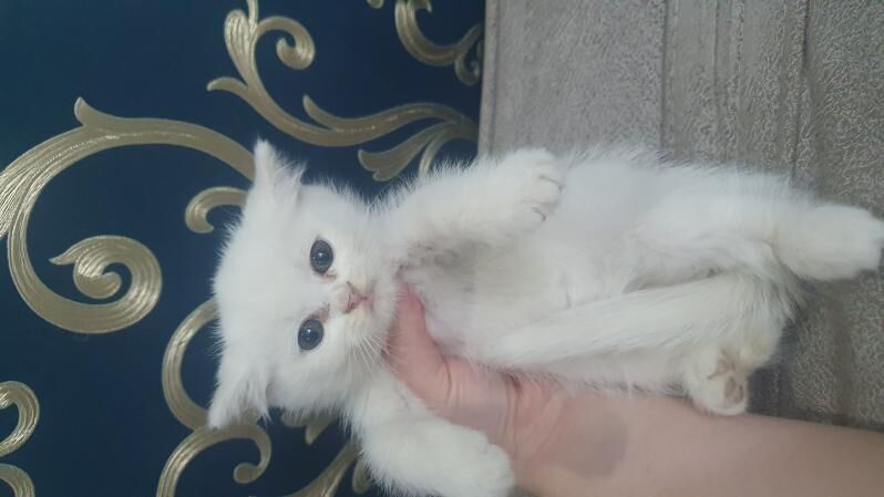 Шотландские котята - Ашхабад - img 3