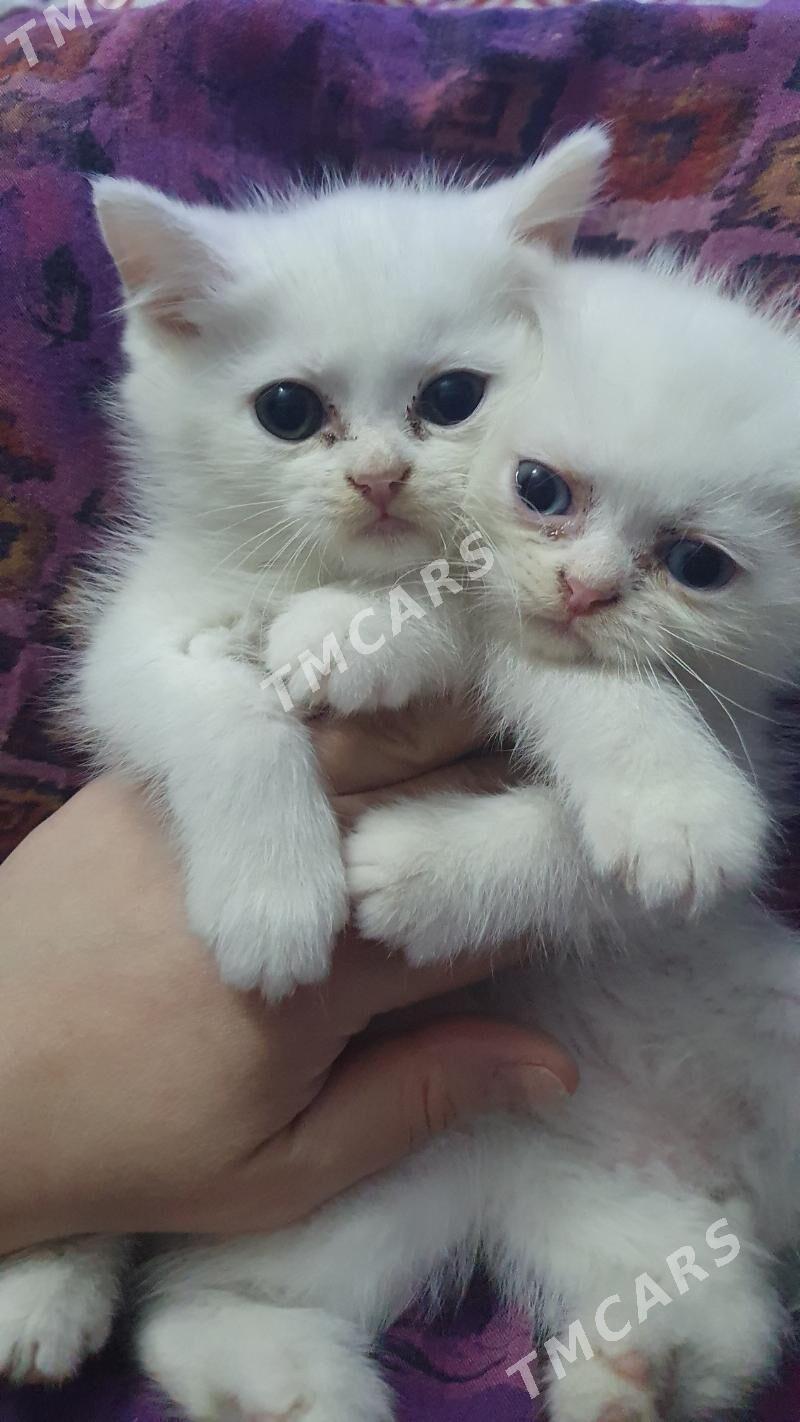 Шотландские котята - Ашхабад - img 4