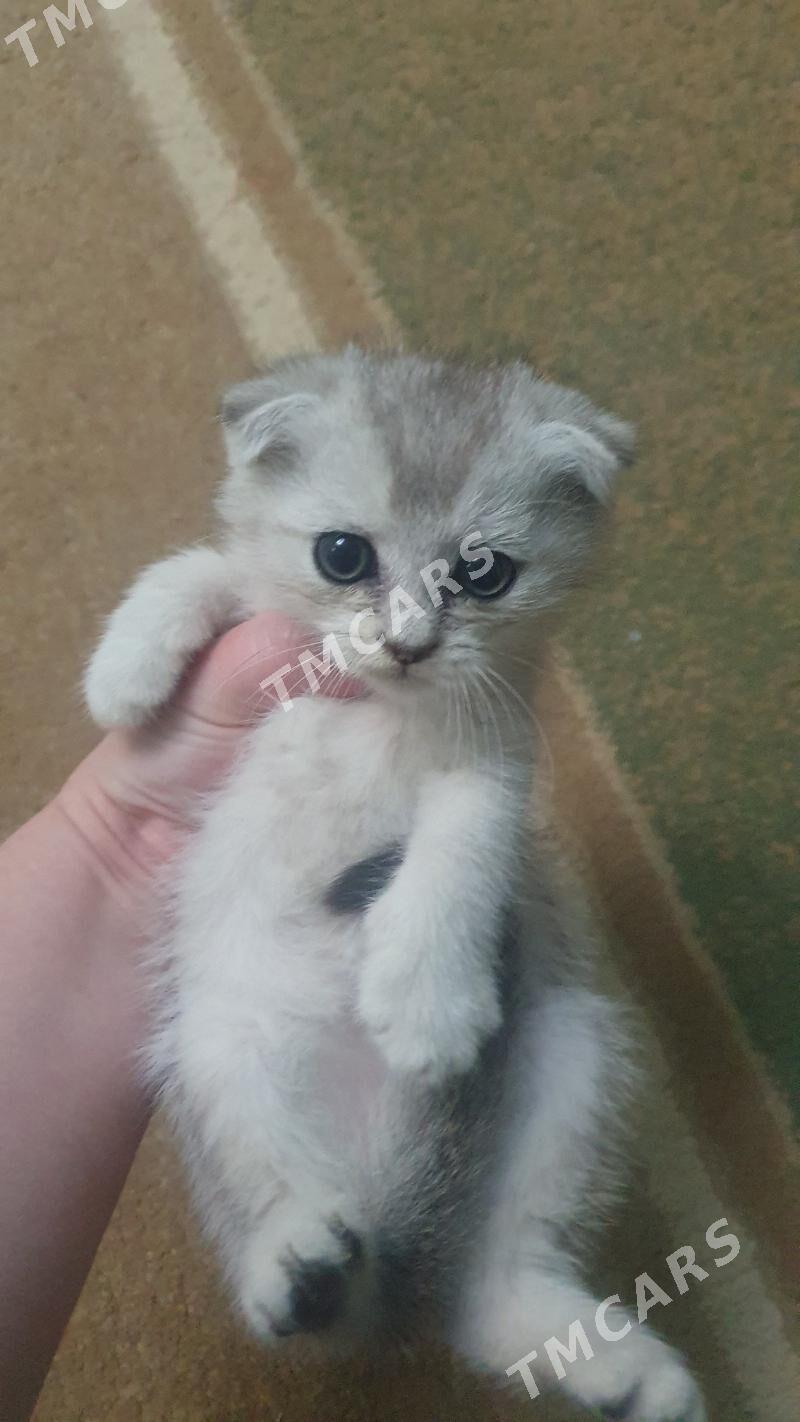 Шотландские котята - Ашхабад - img 5