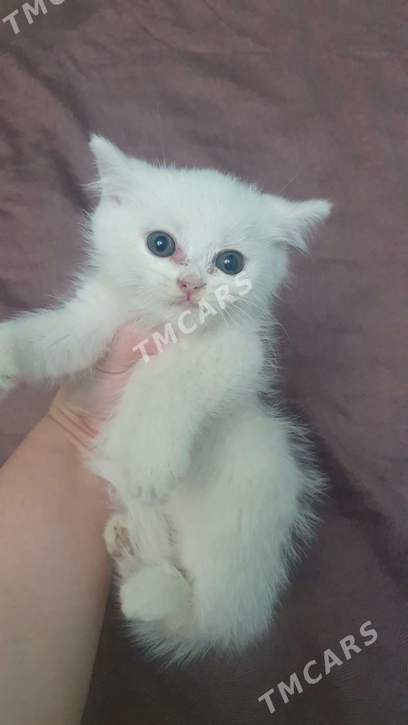 Шотландские котята - Ашхабад - img 2