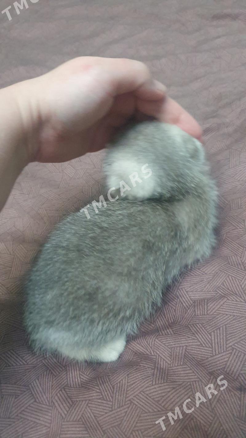 Шотландские котята - Ашхабад - img 7