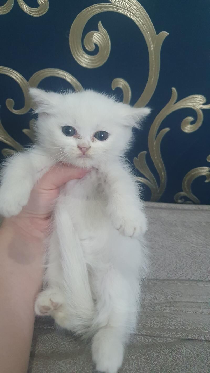 шотландские котята - Ашхабад - img 3
