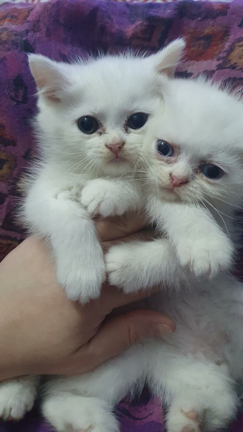 шотландские котята - Ашхабад - img 4