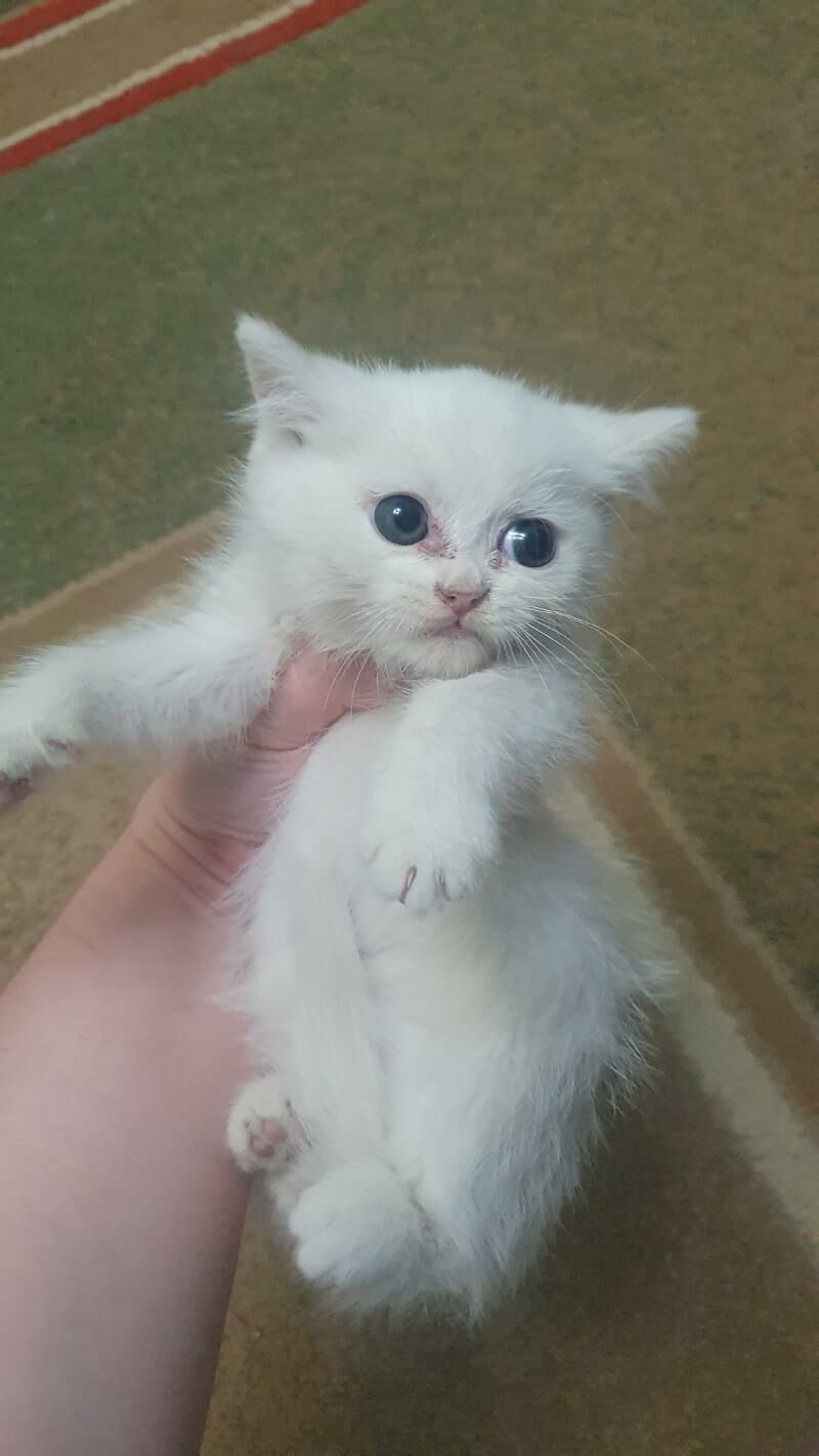шотландские котята - Ашхабад - img 2