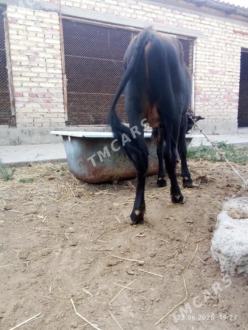Tohum öküz 2 sany şewd - Gökdepe - img 5