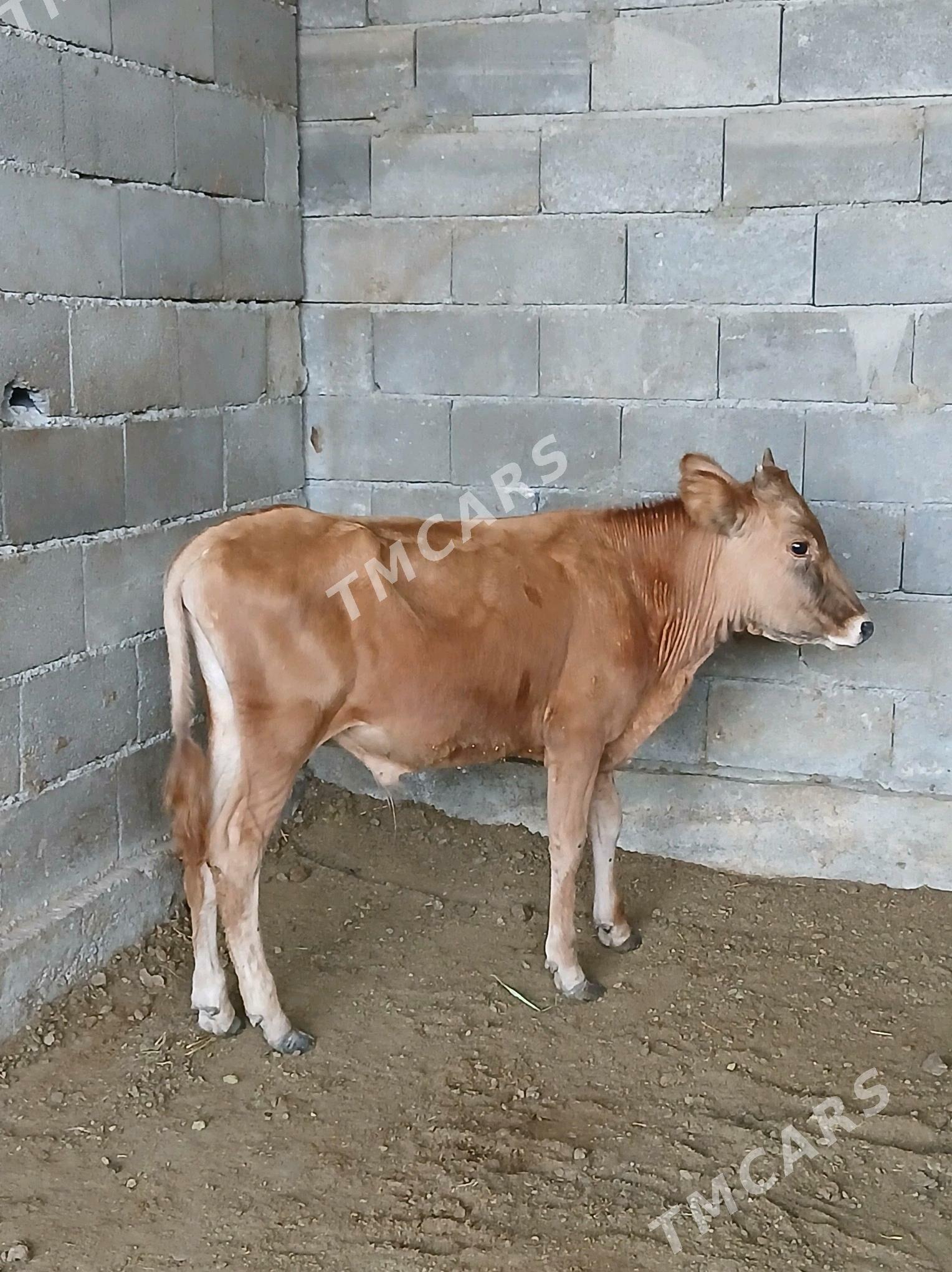öküz - Bagyr - img 2
