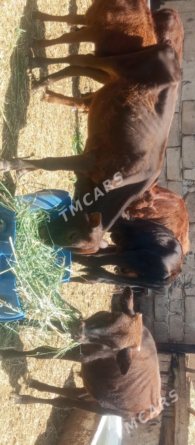 öküzçe tüwe öküz göle - Ашхабад - img 5
