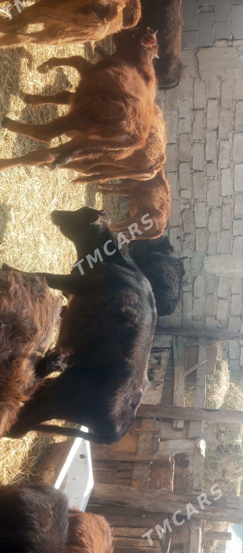 öküzçe tüwe öküz göle - Aşgabat - img 5