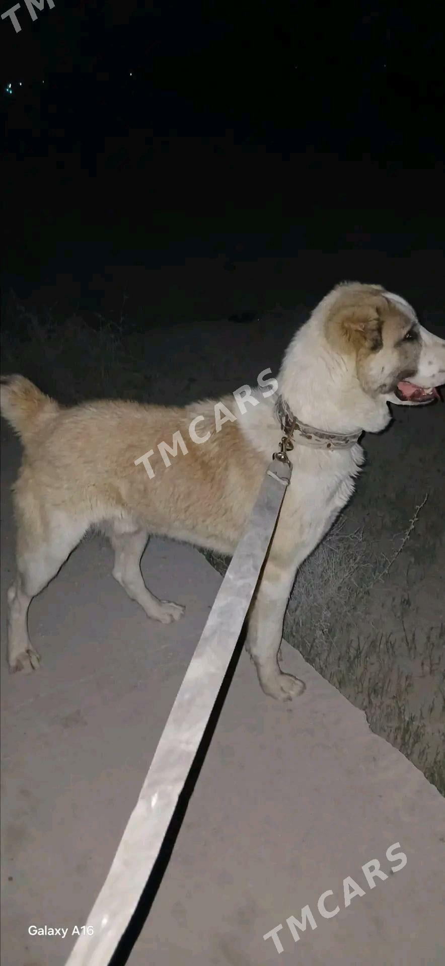 TÜRKMEN ALABAÝ - Gökdepe - img 2