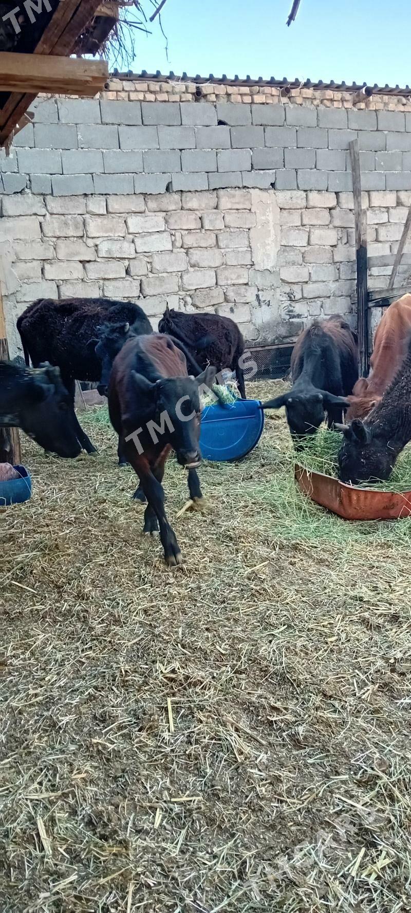 öküzçe tüwe öküz göle - Ашхабад - img 3