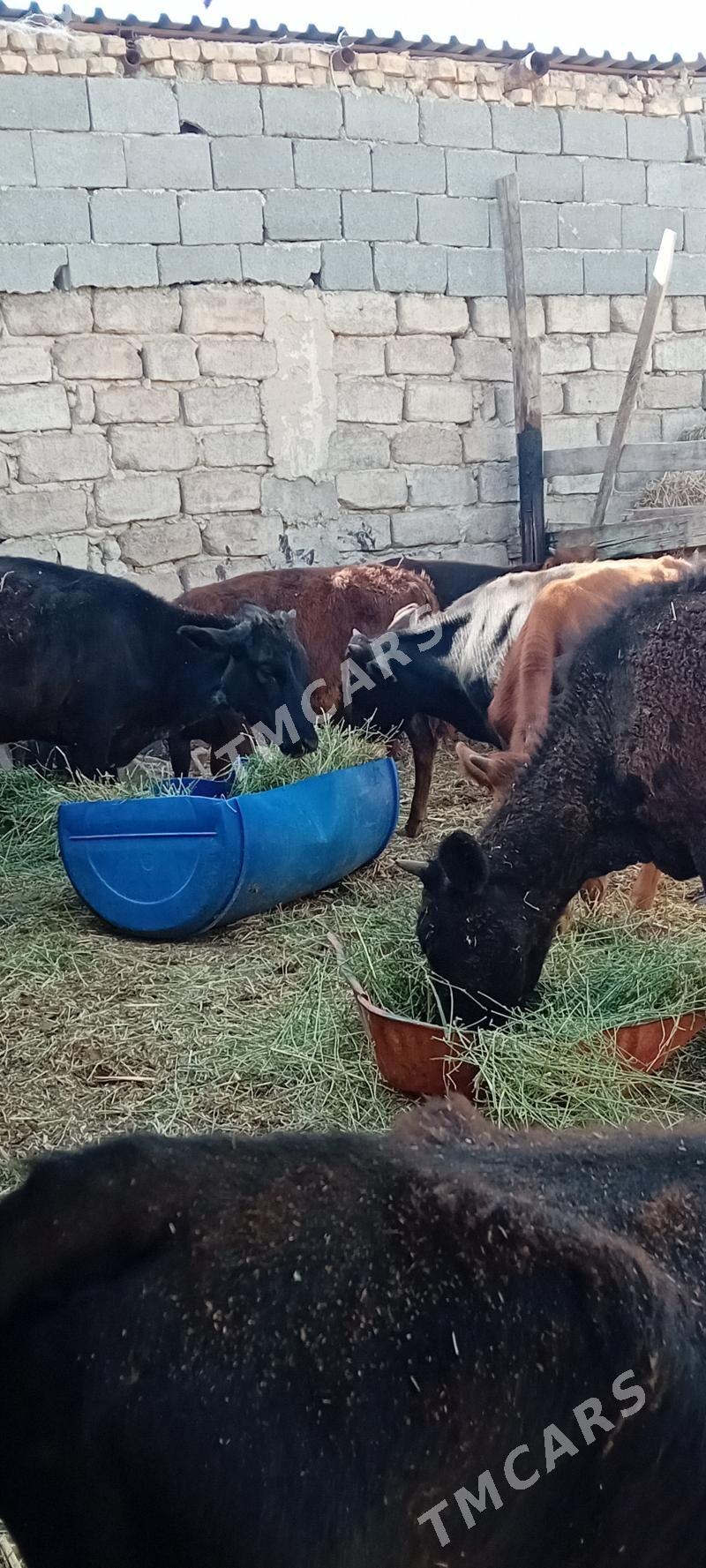 öküzçe tüwe öküz göle - Ашхабад - img 2