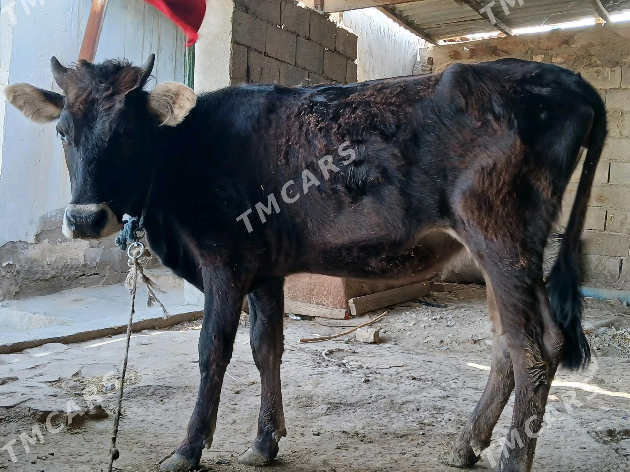 TÜWE - Ýaşlyk - img 3