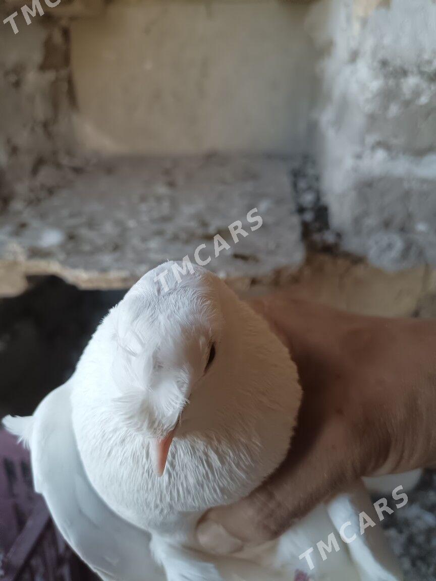 kepteri - Türkmenabat - img 2