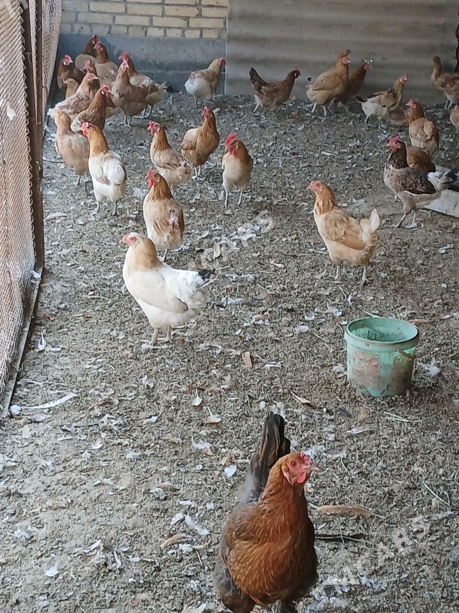 towuk - Çärjew - img 2