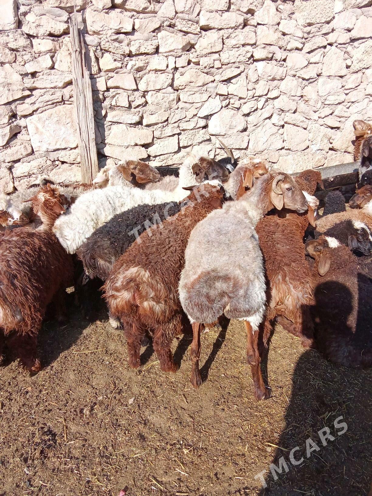 gowym we geciker - Туркменбаши - img 4