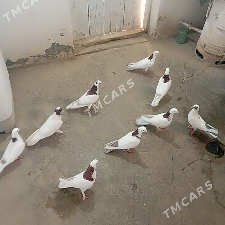 kepderi - Gyzylarbat - img 3