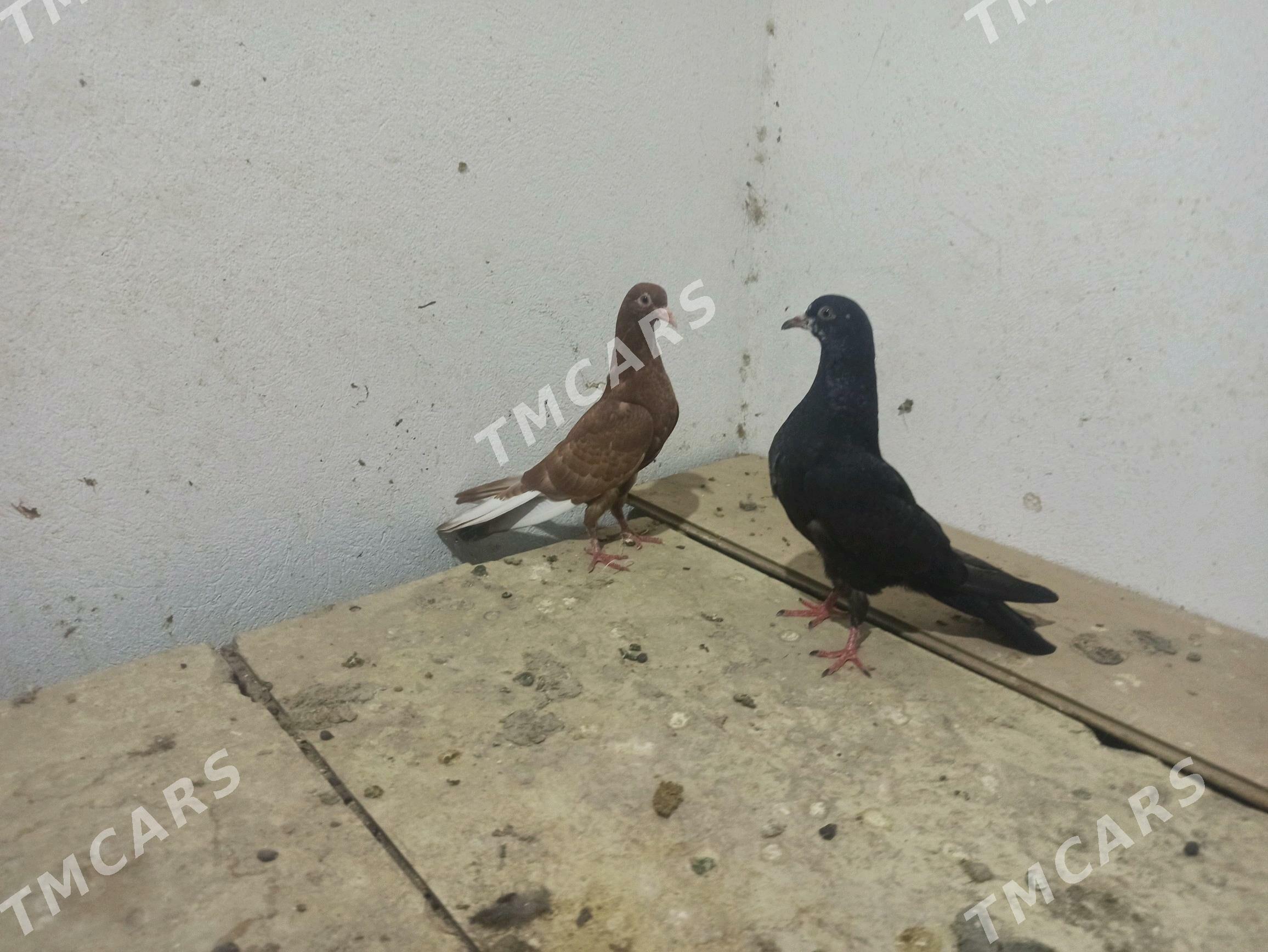 kepderi - Kaka - img 2