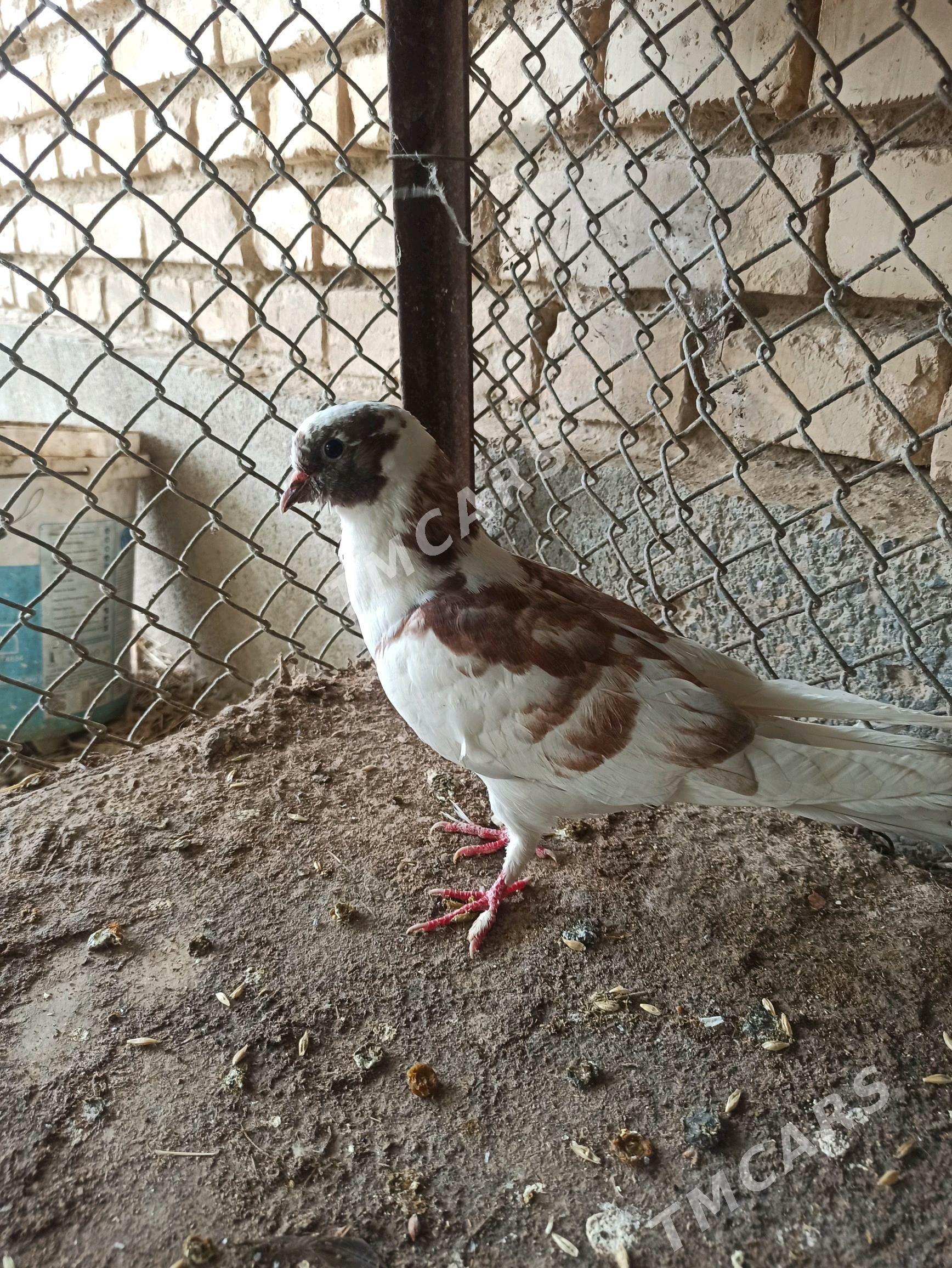 kepderi - Kaka - img 3
