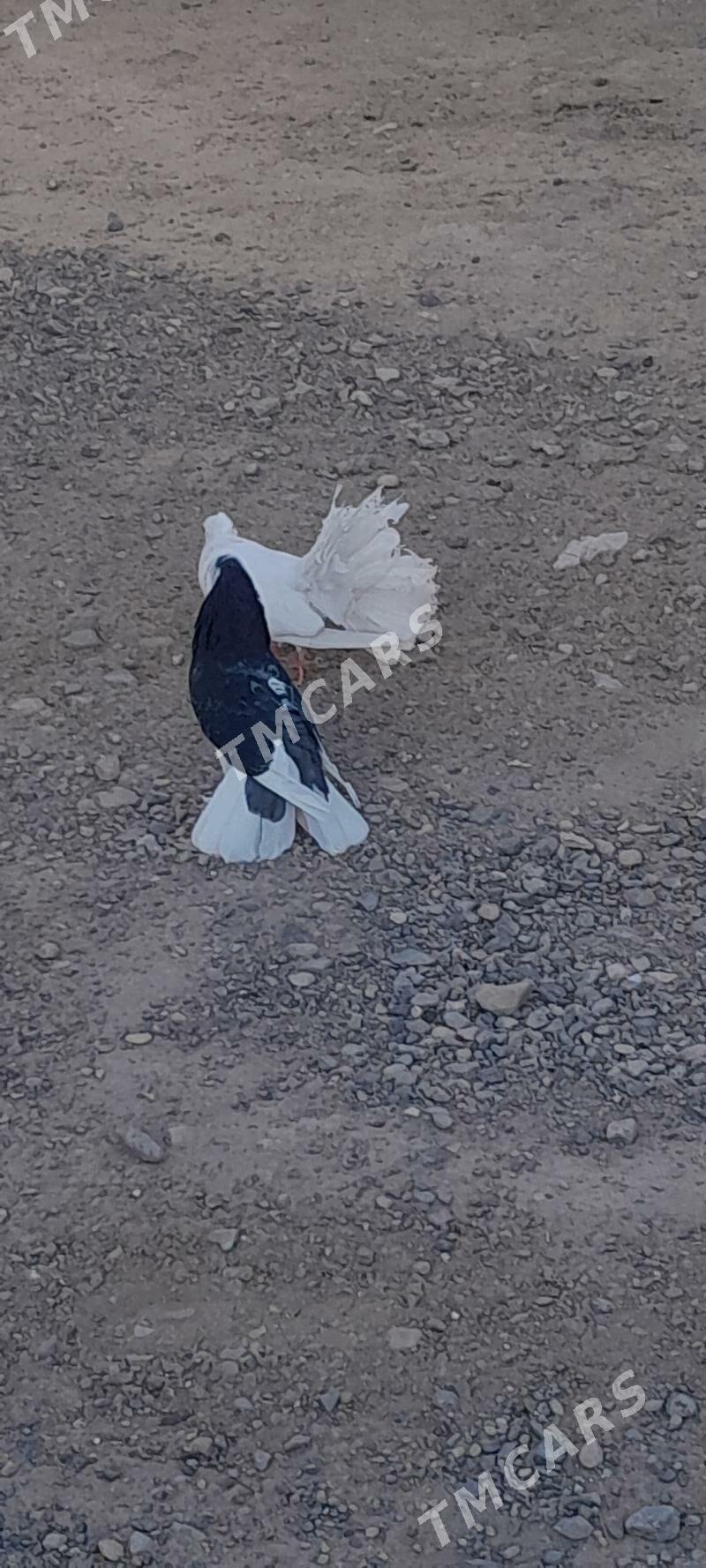 kepderi - Gyzylarbat - img 3
