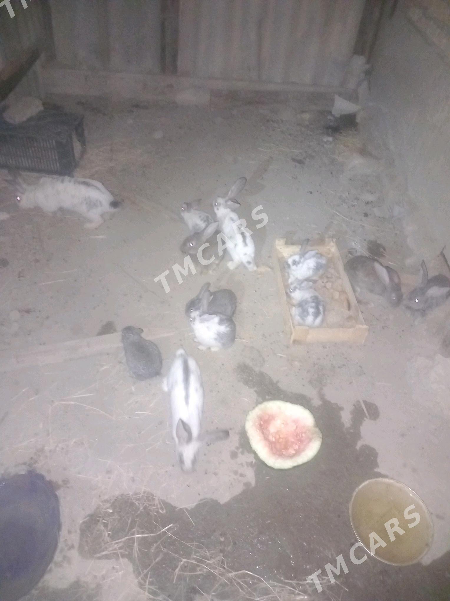 welikan towşan - Bäherden - img 2