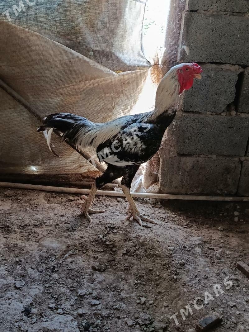 horaz tawuk - Balkanabat - img 3