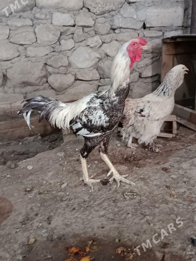 horaz tawuk - Balkanabat - img 2