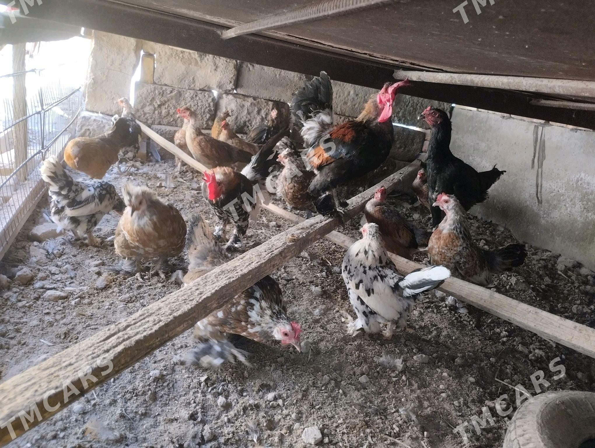 karlik tovuklar - Türkmenabat - img 5