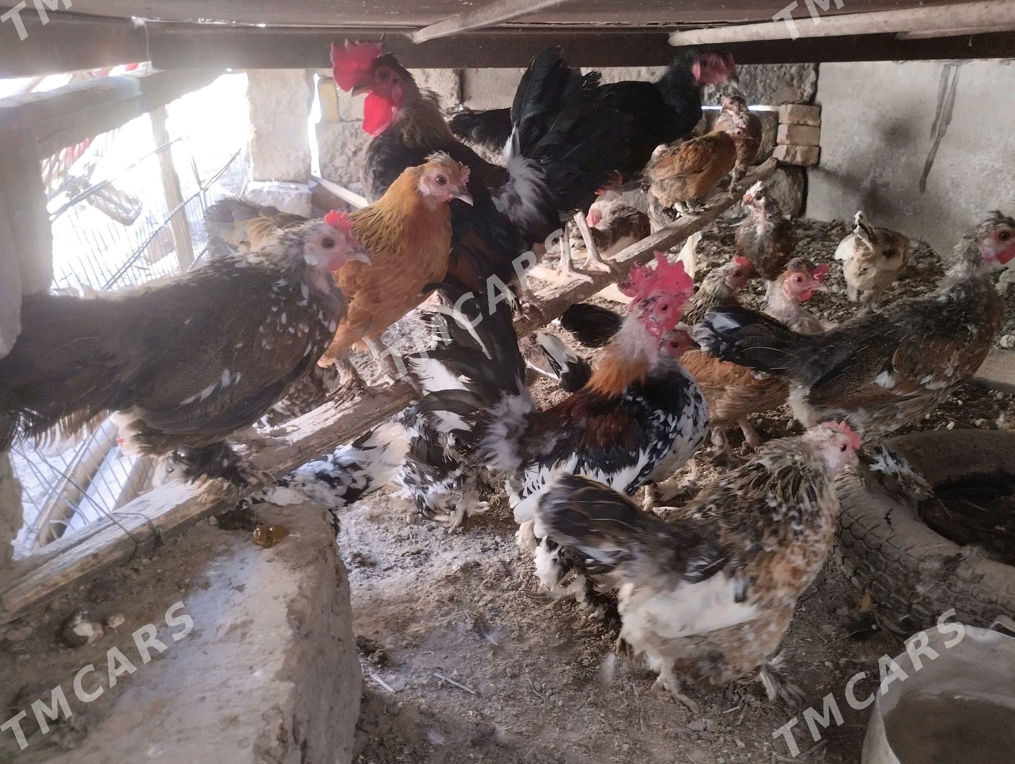karlik tovuklar - Türkmenabat - img 2