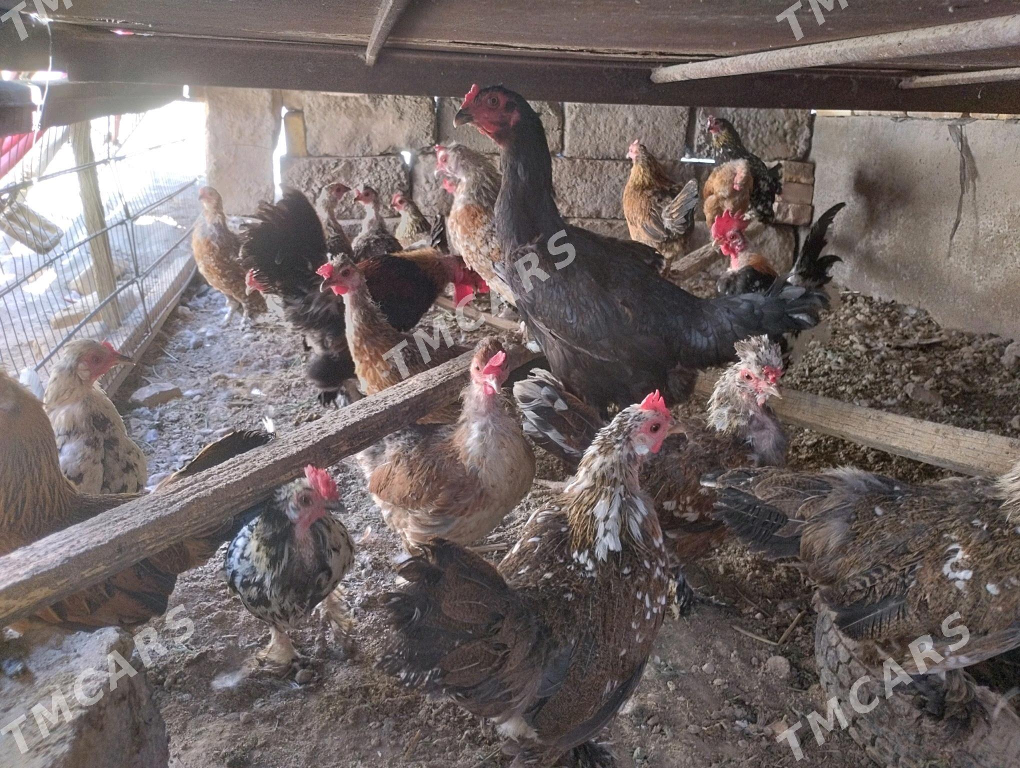 karlik tovuklar - Türkmenabat - img 4