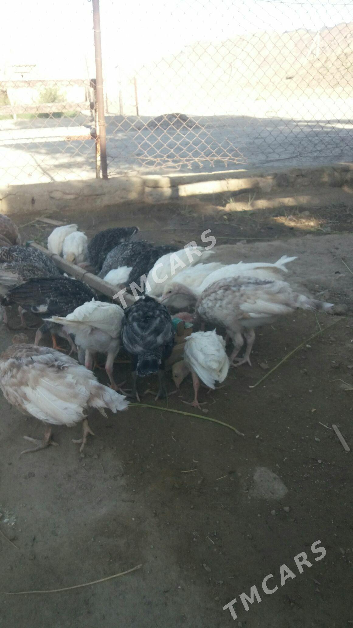 Induk juyje - Bereket - img 2