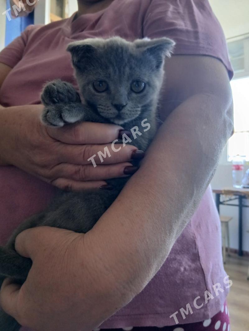 котята - Çärjew - img 3