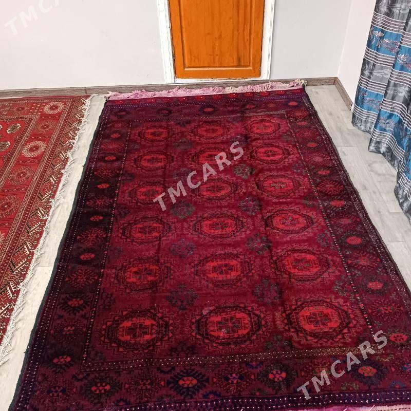 El haly Ini 2 metr boýy 3metr - Türkmenabat - img 3