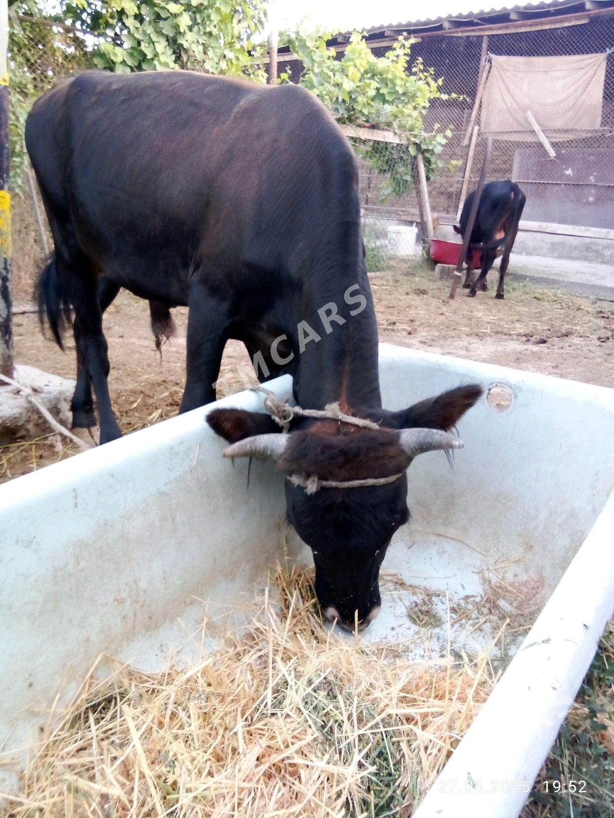 Tohum Öküz 1 ýaş 3 aý Şiwet - Гёкдепе - img 4