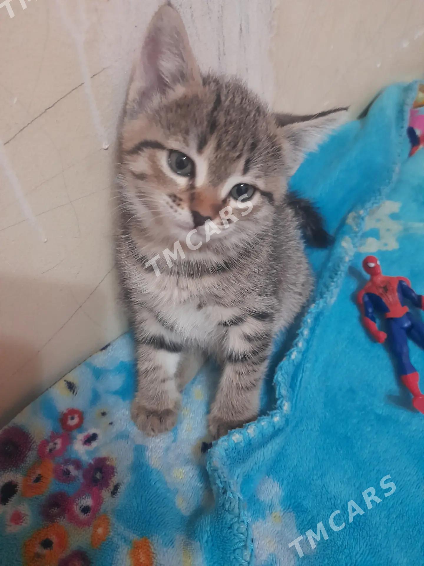 котёнок бесплатно - Türkmenabat - img 2