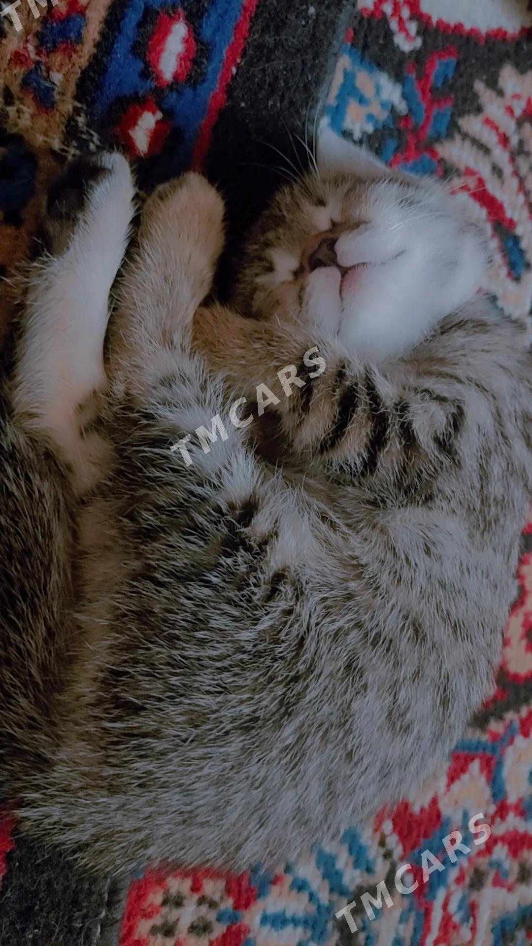 котёнок бесплатно - Türkmenabat - img 4